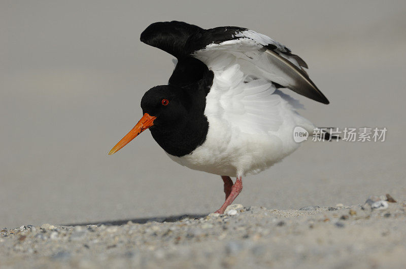 捕牡蛎者(oematopus ostralegus)